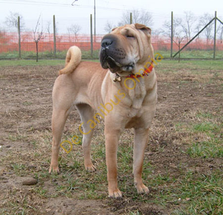008-bella-Bea