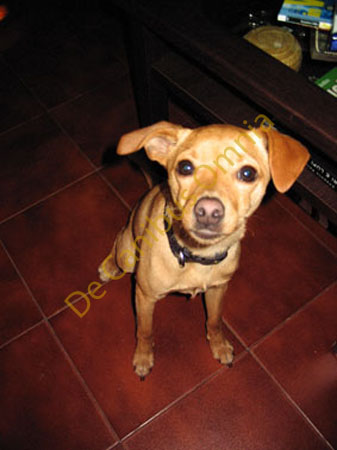 027-dolce-Brian