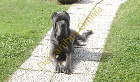 028-Shark-il-mastino