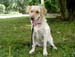 013-Lucy-dolce-Lucy